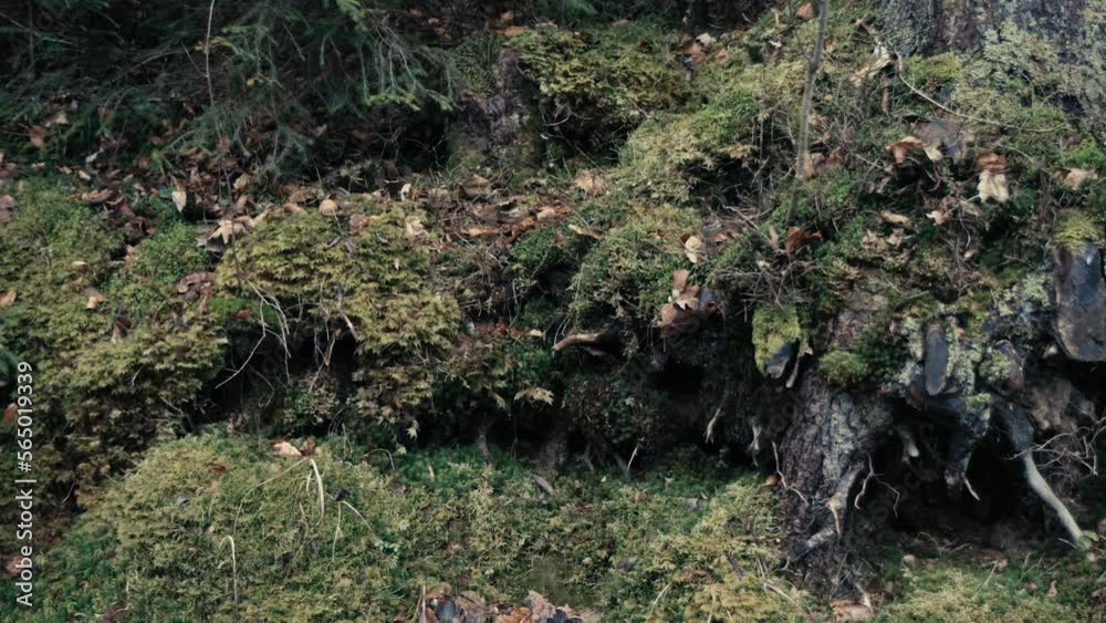 Beautiful forest during the day. Beautiful brown, gray trees covered with thick moss. The bark of the trees is covered with green moss. Beautiful forest during the day. Beautiful brown, gray trees covered with thick moss. The bark of the trees is covered with green moss.