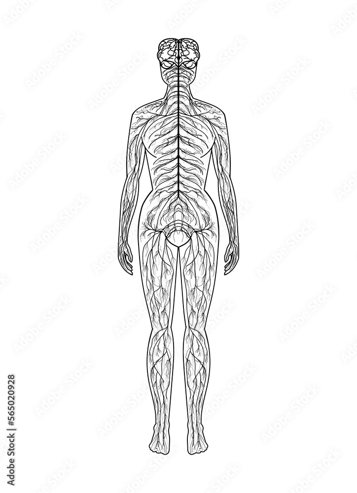Schematic drawing of the human, brain and nervous system. Hand drawing. Vector. Schematic drawing of the human, brain and nervous system. Hand drawing. Vector.