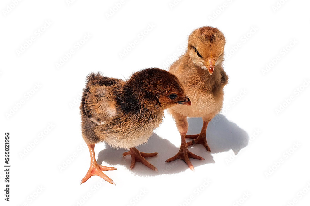 Obraz premium Two brown chicken chicks, two weeks old. Small brown chickens with shadow isolated on white background.