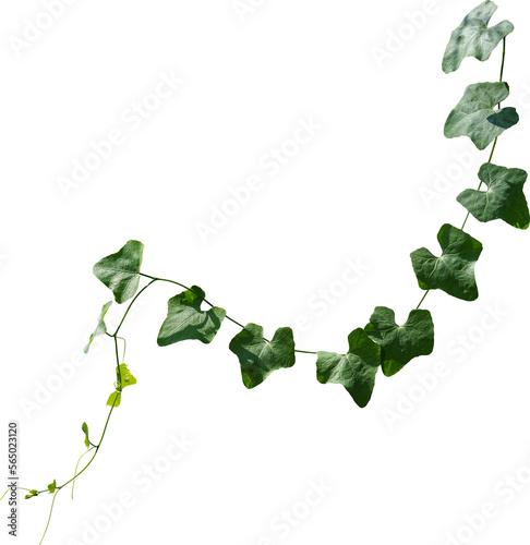 Obraz na plátne Vine plant, green leaves
