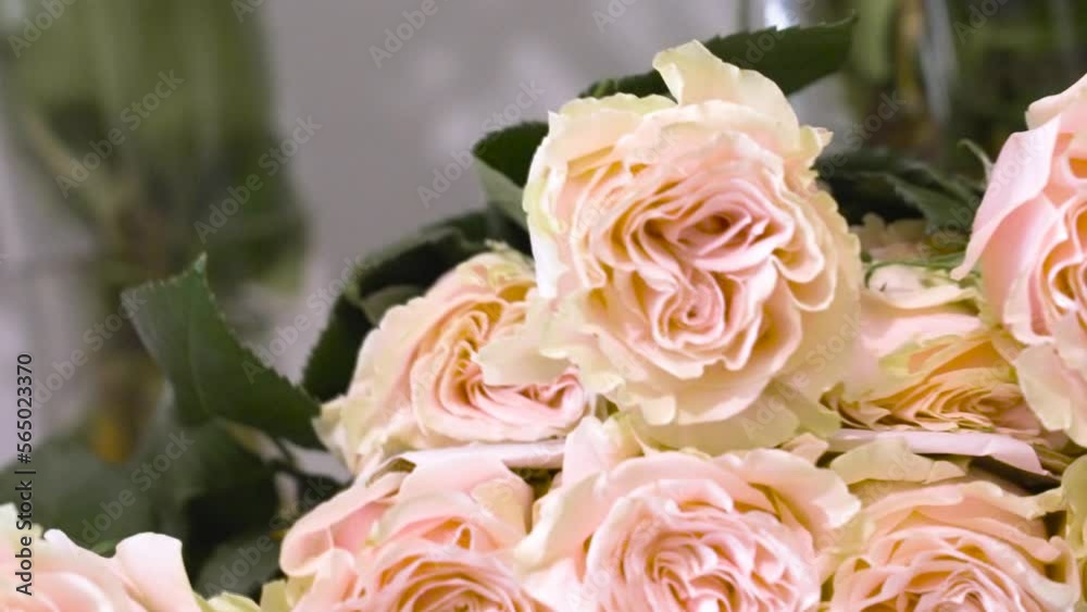 Close up sin of several pink roses. Close up sin of several pink roses.