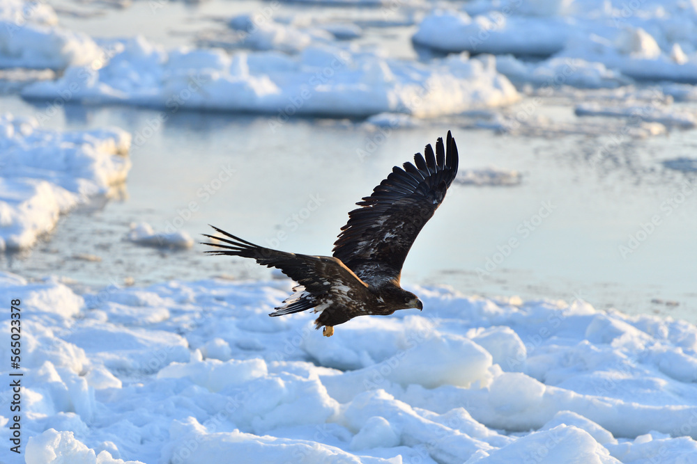 Fototapeta premium Bird watching with floating ices in winter