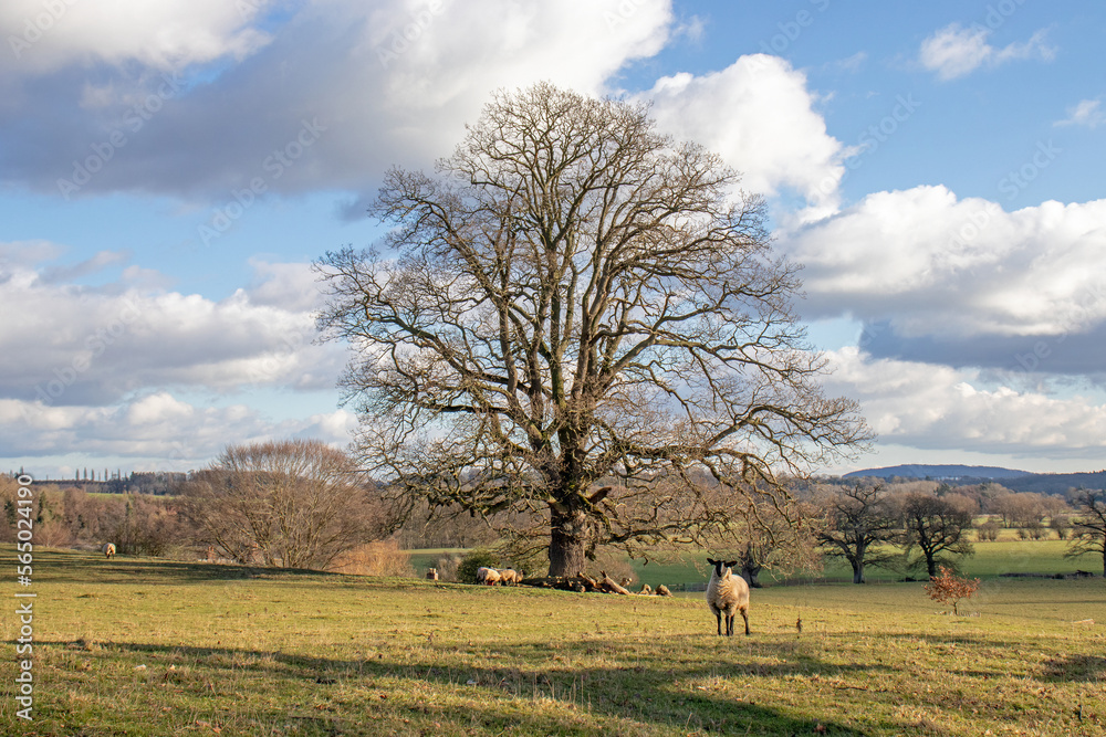 Fototapeta premium Sheep grazing in the springtime meadow.