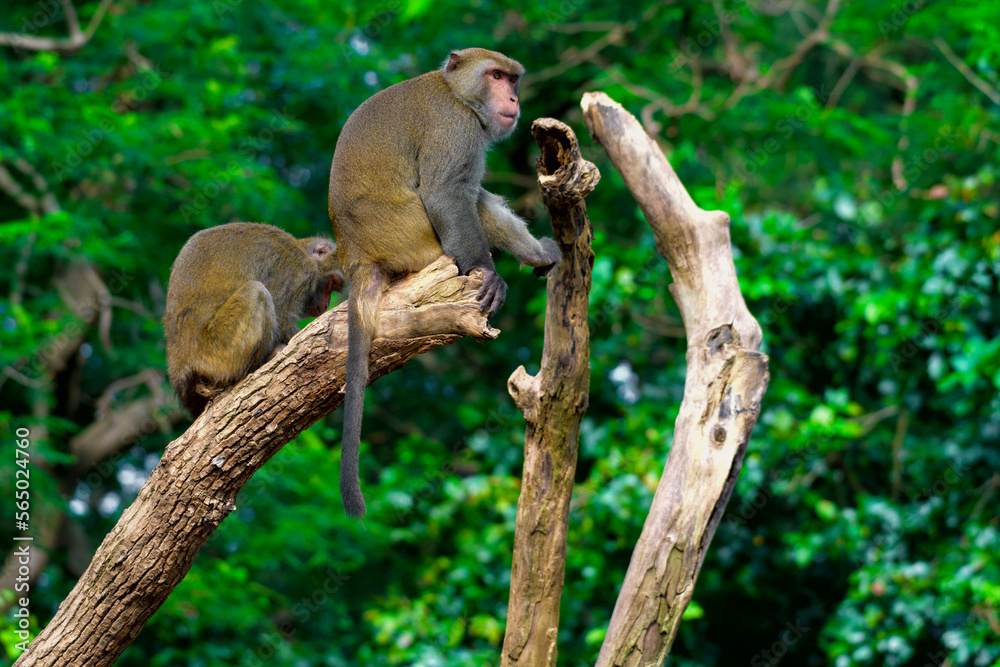 Obraz premium Monkey making different faces in a tree. Wildlife experience.