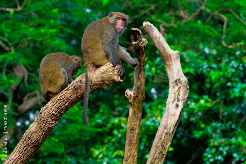 Obraz premium Monkey making different faces in a tree. Wildlife experience.
