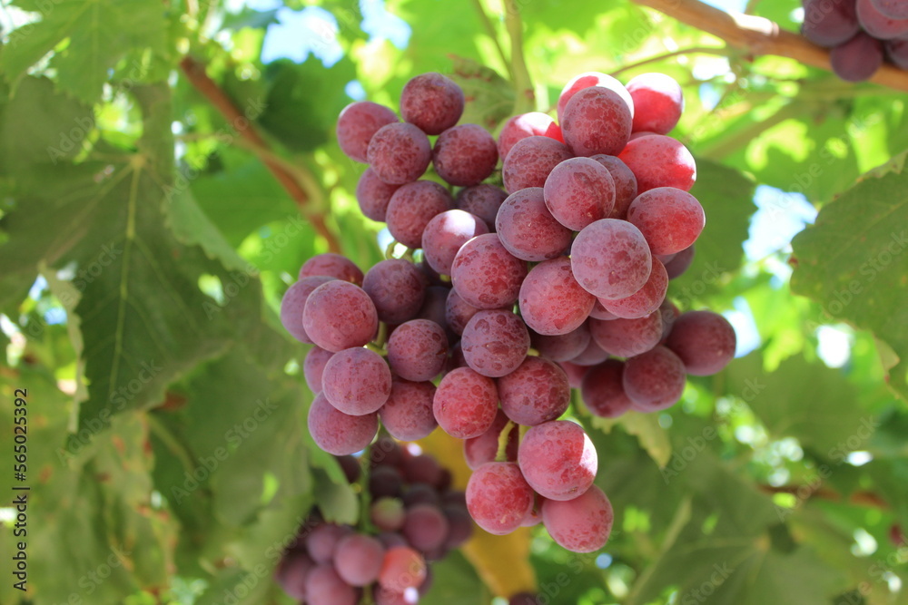 export flame seedles table grapes 