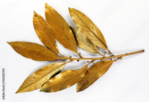 Golden laurel branch isolated on white background macro close up. Gold laurel leaves. Symbol of glory victory triumph peace, decor design element