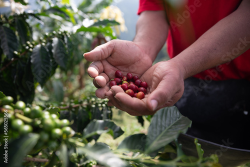 Harvesting coffee berries by agriculturist hands