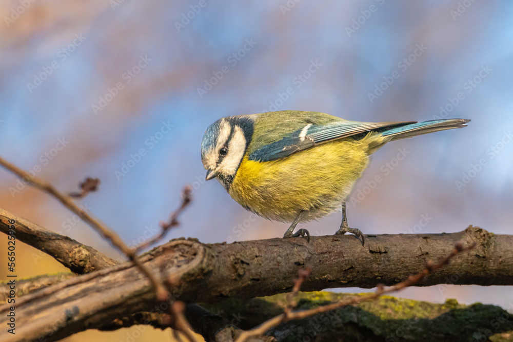 Fototapeta premium Eurasian Blue Tit perched on a tree branch