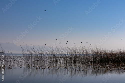 Silhouette of reedgrass and flock of birds flying over water surface at sunrise at Lake Skadar, Virpazar, Bar, Montenegro, Balkans, Europe. Water reflection with misty Dinaric Alps mountains. Freedom