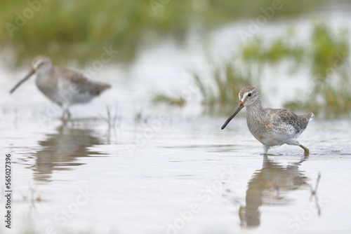 Greater Yellowlegs, Tringa melanoleuca, Everglades National Park, Florida, USA