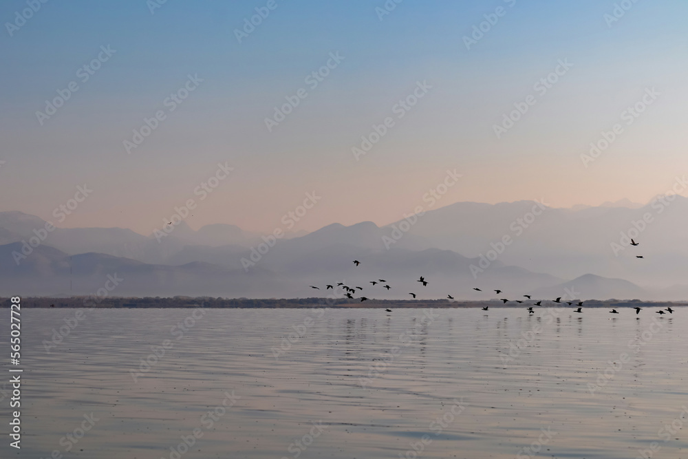 Silhouette of flock of birds flying over water surface at sunrise at Lake Skadar near Virpazar, Bar, Montenegro, Balkans, Europe. Water reflection with misty Dinaric Alps mountains. Freedom concept