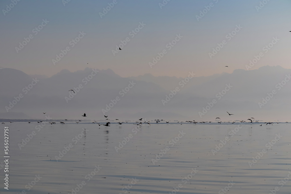 Silhouette of flock of birds flying over water surface at sunrise at Lake Skadar near Virpazar, Bar, Montenegro, Balkans, Europe. Water reflection with misty Dinaric Alps mountains. Freedom concept