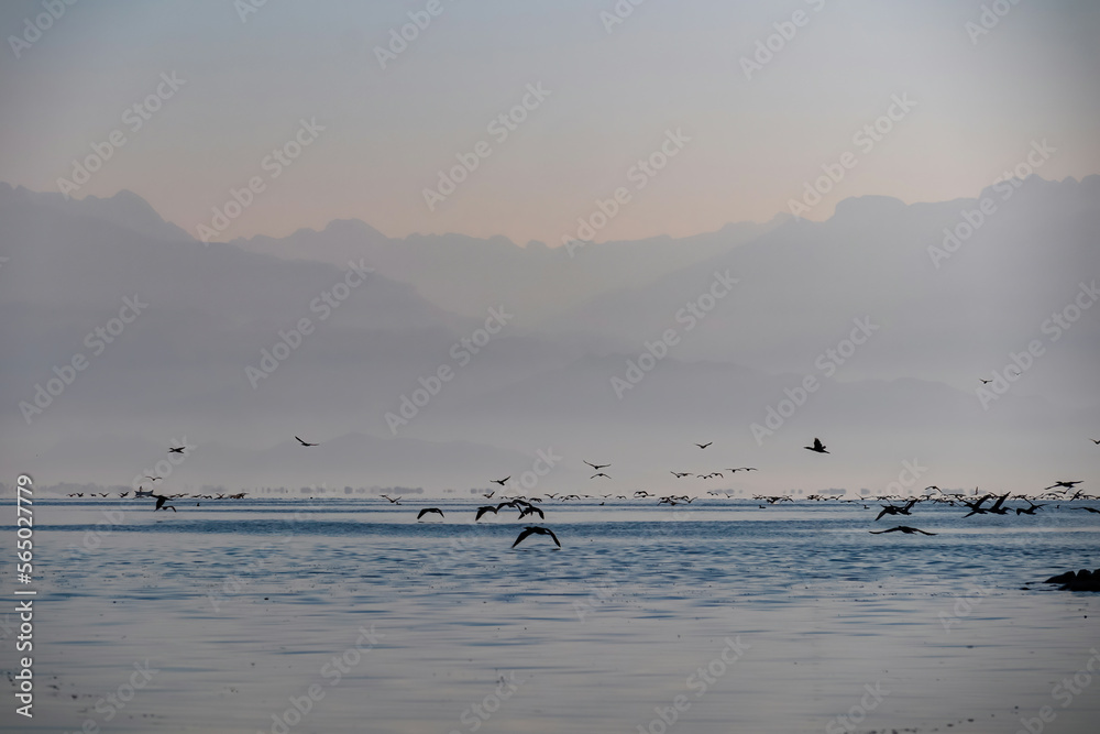 Naklejka premium Silhouette of flock of birds flying over water surface at sunrise at Lake Skadar near Virpazar, Bar, Montenegro, Balkans, Europe. Water reflection with misty Dinaric Alps mountains. Freedom concept