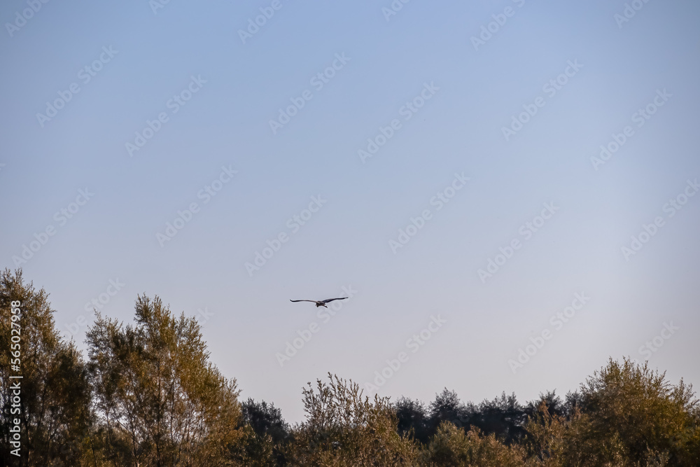 Eastern great egret white bird flying at sunrise over the tree branches of the Crminica river in Lake Skadar National Park near Virpazar, Bar, Montenegro, Balkans, Europe. Bird watching in wilderness