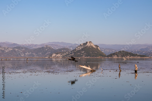 Reed cormorant flying from tree branch in Lake Skadar near Virpazar, Bar, Montenegro, Balkans, Europe. Amazing water reflection with Dinaric Alps. Bird watching on boat tour in the wilderness photo