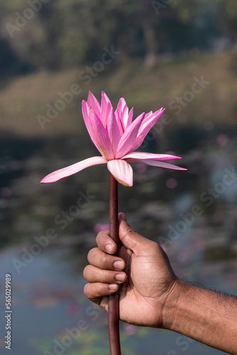 Hand holding blossomed red water lily near the lake close up