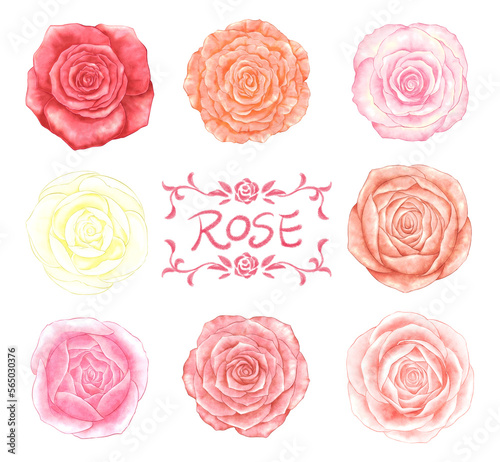 Rose