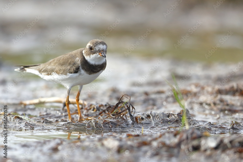 Semipalmated Plover, Charadrius semipalmatus, Everglades National Park, Florida, USA