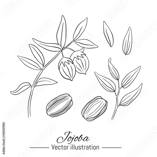 Jojoba plant hand drawn collection. Kernel and leaves on white background. Vector illustration.