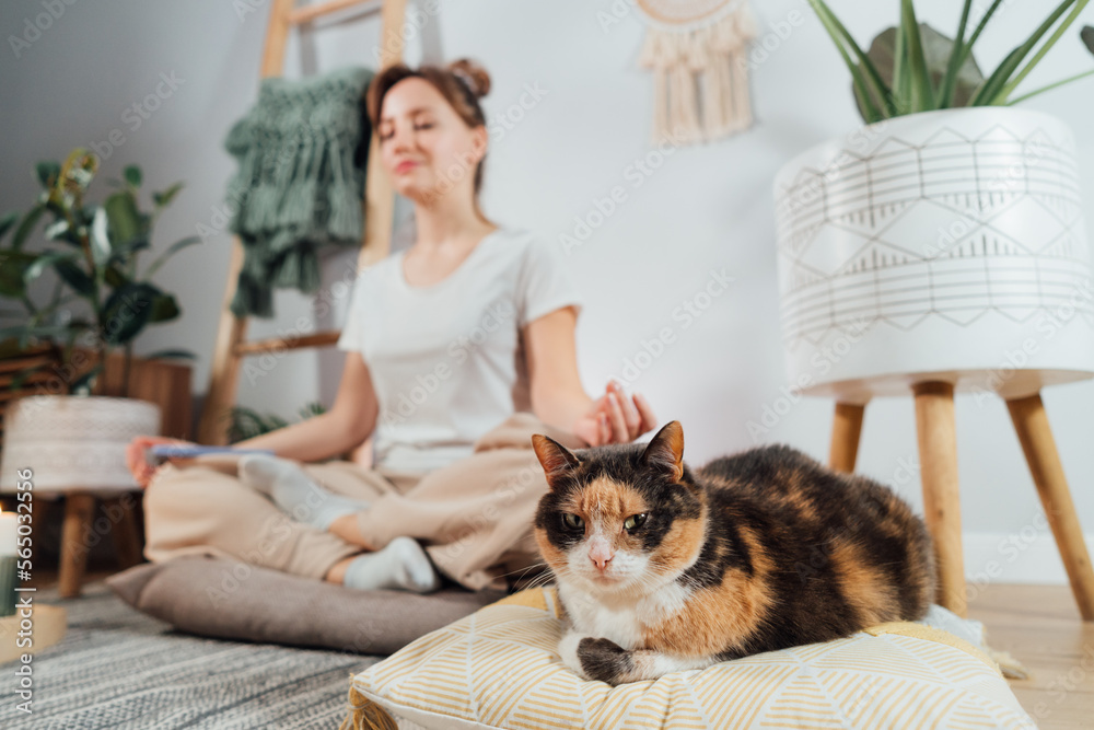 Relaxed cat pet lying on the cushion in focus with blurred young healthy woman practicing meditation at home, Scandi interior home. Meditating, relaxed, eyes closed. Selective focus Relaxed cat pet lying on the cushion in focus with blurred young healthy woman practicing meditation at home, Scandi interior home. Meditating, relaxed, eyes closed. Selective focus