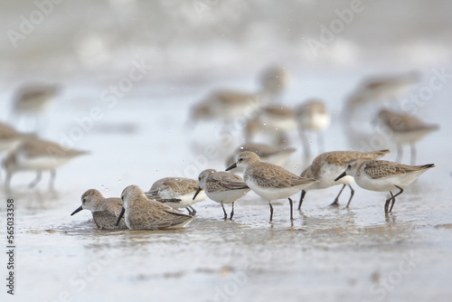 Semipalmated Sandpiper  Calidris pusilla  Everglades National Park  Florida  USA