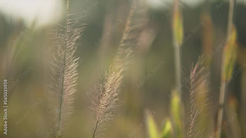 Close up view of plants, blurred background in nature, detailed herb Close up view of plants, blurred background in nature, detailed herb