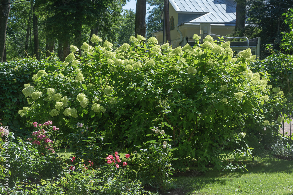 Blooming lush bushes of hydrangea paniculata