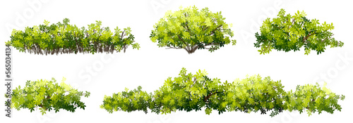 Vector watercolor of tree side view isolated on white background for landscape  and architecture drawing, elements for environment and garden, painting botanical for section and elevation 