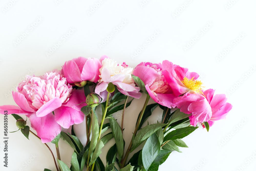 Close up of pink peonies flowers isolated on white table background. Floral frame composition. Decorative web banner. Styled stock photo. Empty space, flat lay, top view.