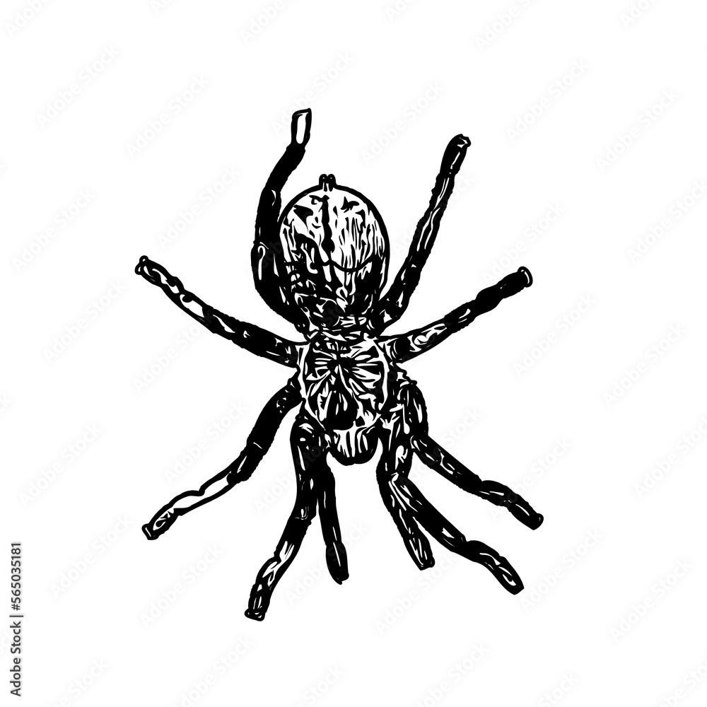 Obraz premium black and white sketch of spider with a transparent background