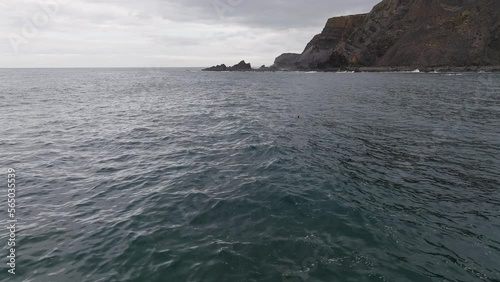 Dolphins in distance at the Portugal Coastline. 