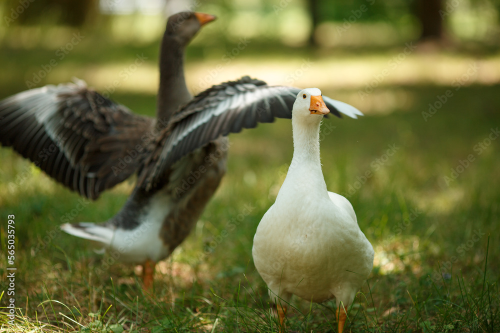 Portrait of a wild white goose and grey gander expanding wings walking in green grass in a summer field with soft natural light shot with telephoto lens with softly blurred background with copy space Portrait of a wild white goose and grey gander expanding wings walking in green grass in a summer field with soft natural light shot with telephoto lens with softly blurred background with copy space