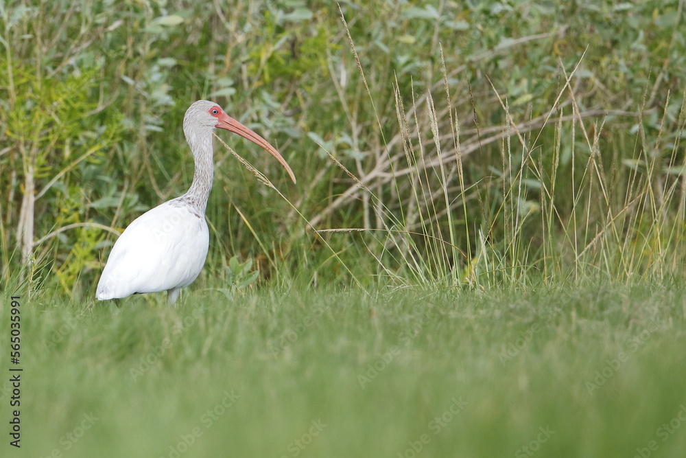 White Ibis, Eudocimus albus, Everglades National Park, Florida, USA White Ibis, Eudocimus albus, Everglades National Park, Florida, USA