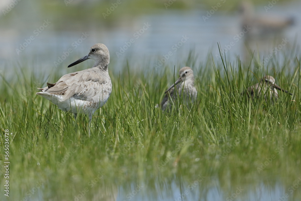 Willet, Tringa semipalmata, Everglades National Park, Florida, USA Willet, Tringa semipalmata, Everglades National Park, Florida, USA