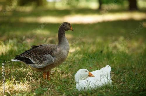 Portrait of a wild white goose and grey gander walking in green grass in a summer field with soft natural light shot with telephoto lens with softly blurred background with copy space