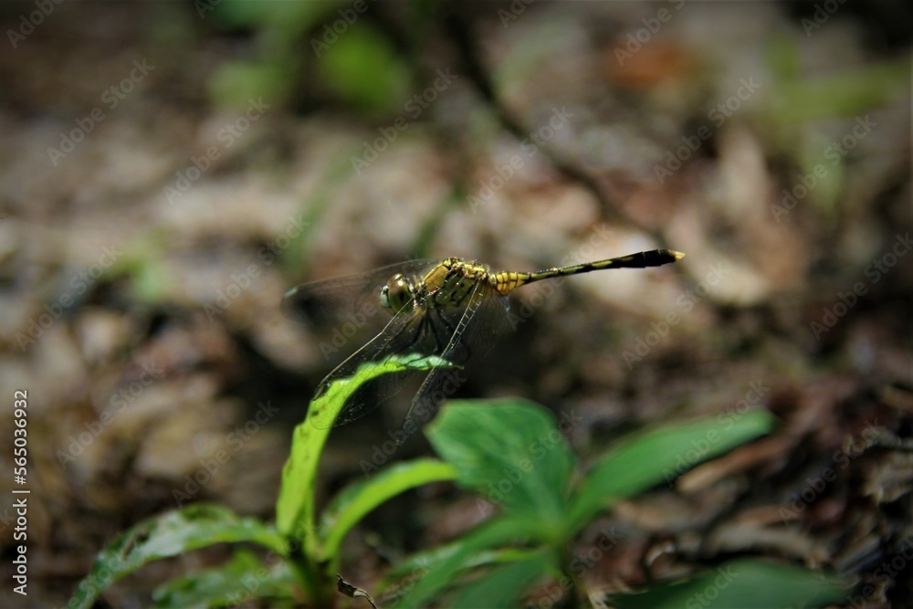 dragonfly on a leaf dragonfly on a leaf
