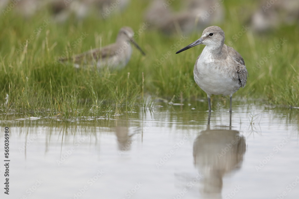 Willet, Tringa semipalmata, Everglades National Park, Florida, USA Willet, Tringa semipalmata, Everglades National Park, Florida, USA