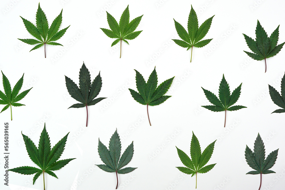 Fresh cannabis leaf or marijuana on white background. Nature, medicine concept and layout of a frame made of cannabis leafs.