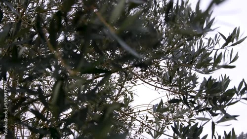 Closeup of willow trees in woodland forest moving and blowing in a strong windy gale in rural countryside