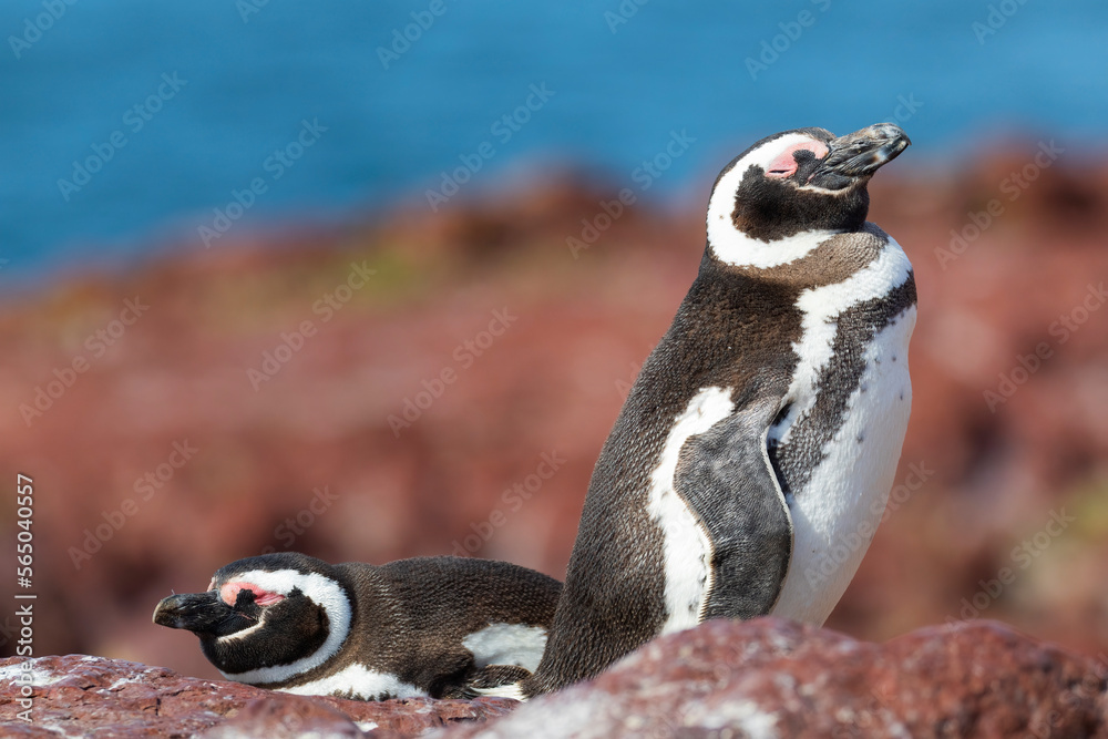 Naklejka premium Pinguino magallanico (Spheniscus magellanicus) en la costa del mar Atlantico. Isla pinguino, Puerto Deseado, Argentina.