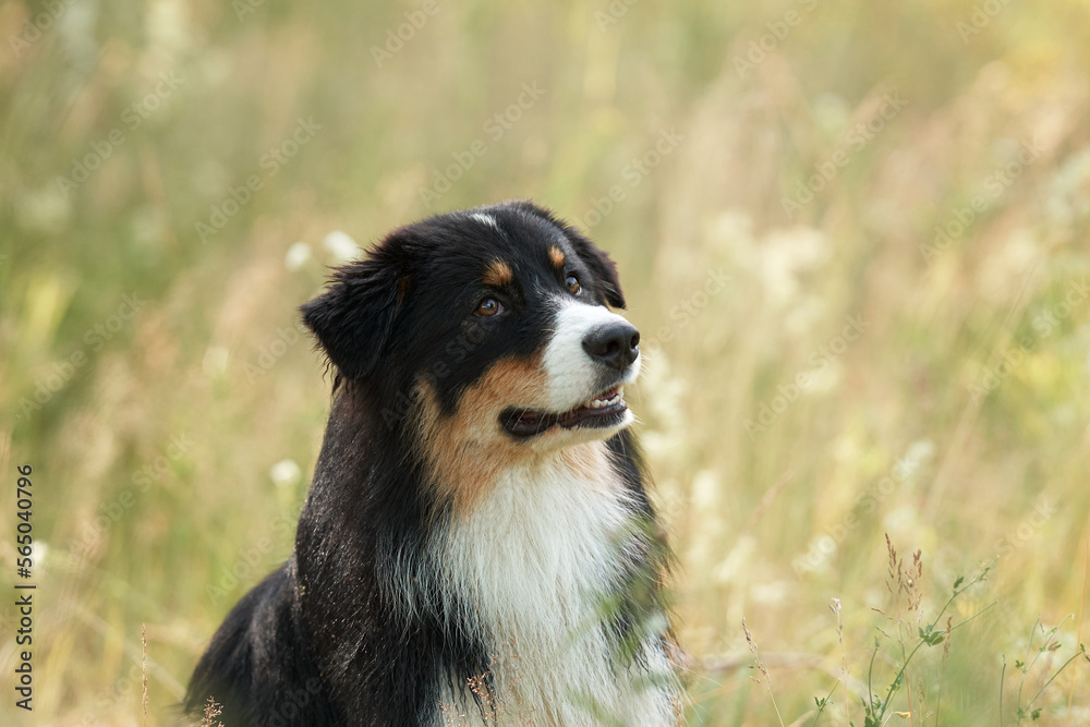 dog close-up portrait in the grass. Beautiful Australian Shepherd in nature. Aussie