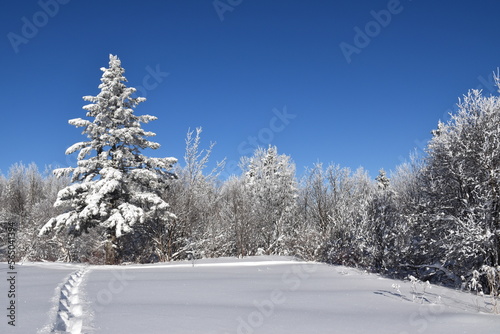 A snowy forest under a blue sky, Sainte-Apolline, Québec, Canada