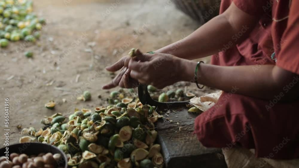 Woman peeling shells of areca nuts on metal tool, close up of hands Woman peeling shells of areca nuts on metal tool, close up of hands