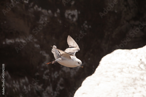 Pájaro gaviota en acantilados de Islanda