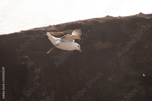 Pájaro gaviota en acantilados de Islanda