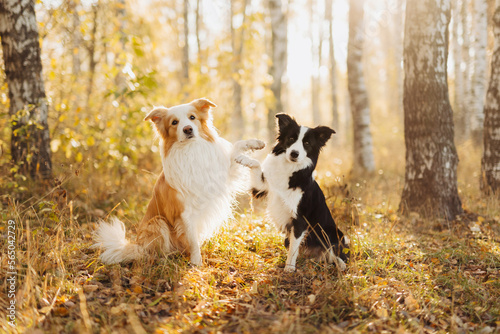 Two dogs hug together on a walk. pet for a walk. 