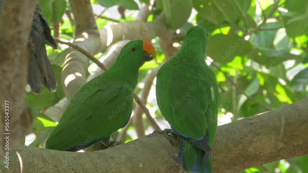Pair Of Green Eclectus Parrot Perched On The Branch Of A Tree In Australia - close up Pair Of Green Eclectus Parrot Perched On The Branch Of A Tree In Australia - close up
