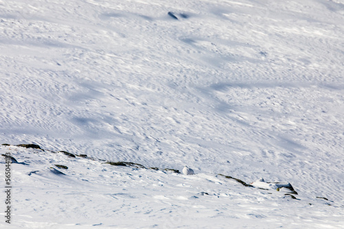 White-tailed ptarmigan in Dovrefjell National Park, Norway