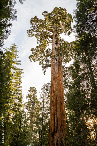 Fototapeta Naklejka Na Ścianę i Meble -  Winter in Sequoia National Park, United States Of America